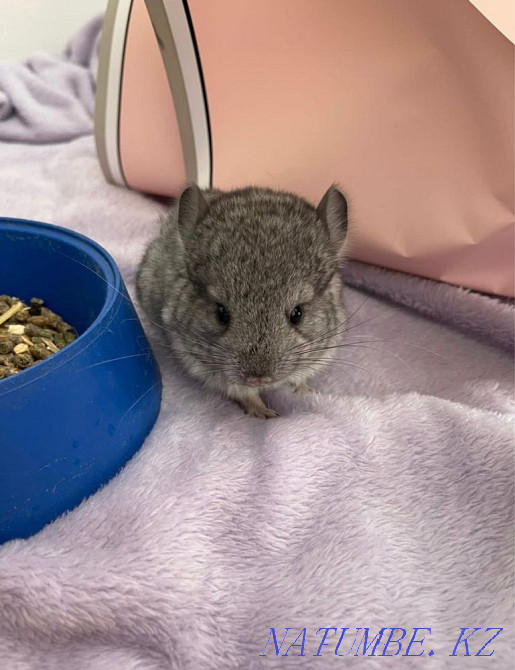 Chinchillas, gray standard Astana - photo 2