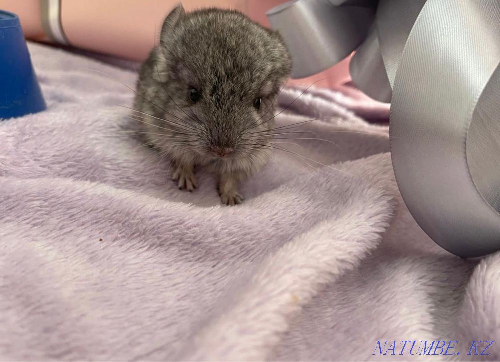 Chinchillas, gray standard Astana - photo 6