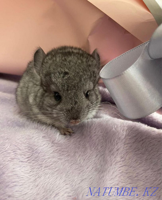 Chinchillas, gray standard Astana - photo 4