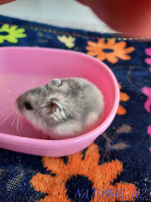 We sell hamsters. Goods for hamsters and other animals. Astana - photo 4