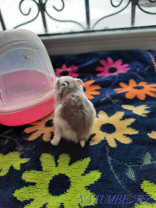 We sell hamsters. Goods for hamsters and other animals. Astana - photo 7