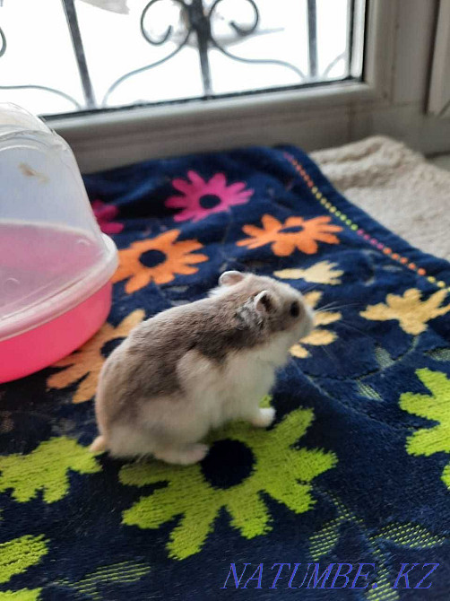 We sell hamsters. Goods for hamsters and other animals. Astana - photo 8