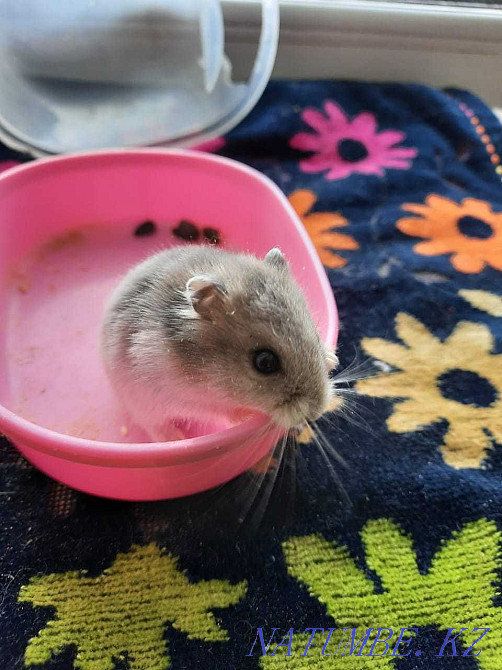 We sell hamsters. Goods for hamsters and other animals. Astana - photo 3
