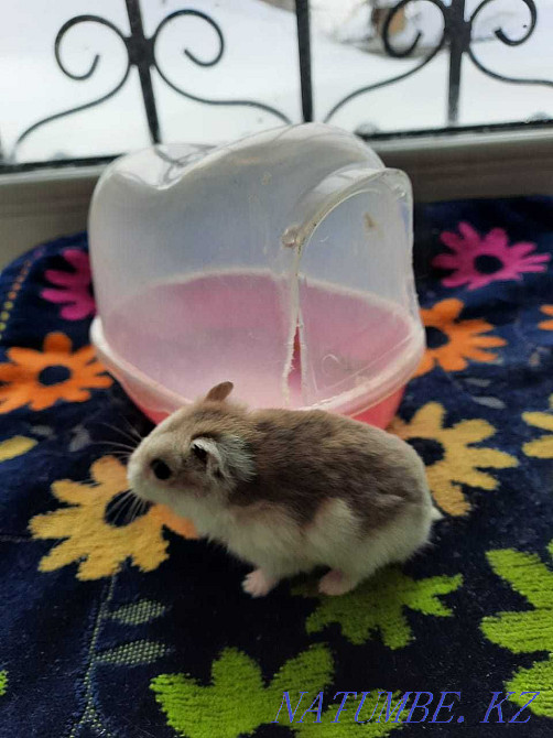 We sell hamsters. Goods for hamsters and other animals. Astana - photo 1