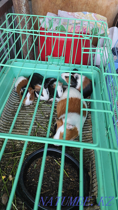 Guinea pigs are all girls Esik - photo 1