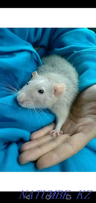 Rat domestic manual decorative Karagandy - photo 1