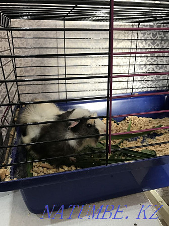 Guinea pig with a cage Semey - photo 2