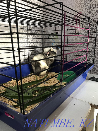 Guinea pig with a cage Semey - photo 1