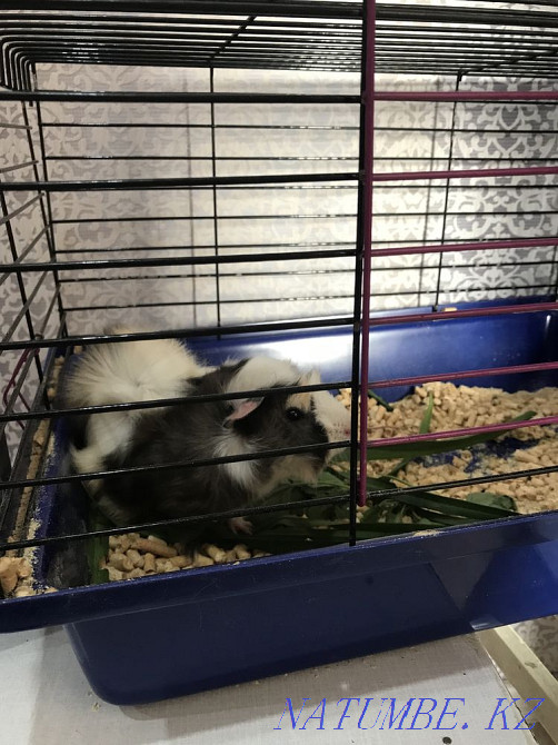 Guinea pig with a cage Semey - photo 2