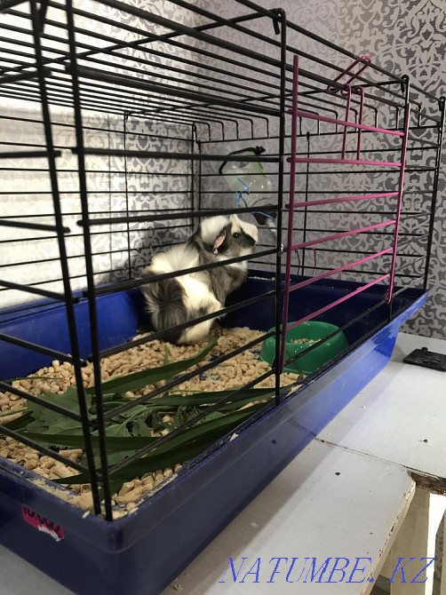 Guinea pig with a cage Semey - photo 1