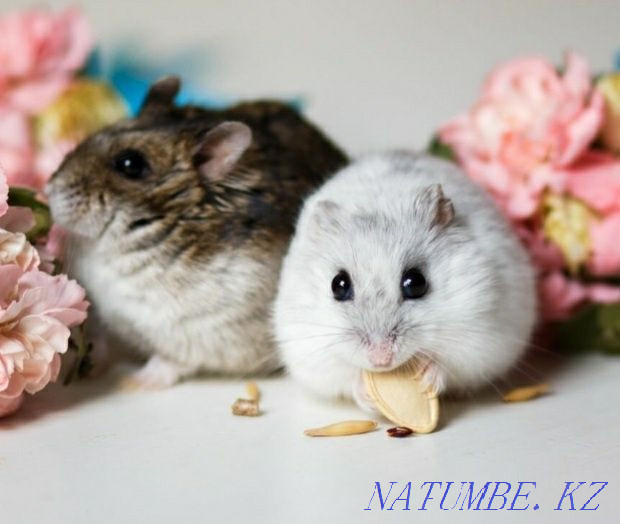 Hamsters jungariki Astana - photo 1