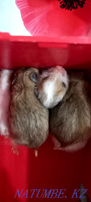 Мен кішкентай хомяк сатамын. Қолға үйренген, сериялы тұқым  отбасы  - изображение 3