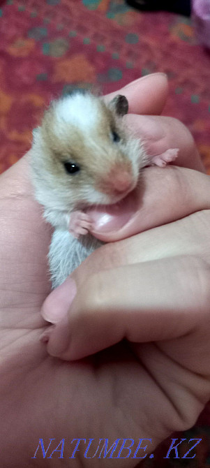 Мен кішкентай хомяк сатамын. Қолға үйренген, сериялы тұқым  отбасы  - изображение 4