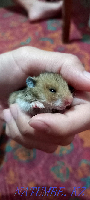 Мен кішкентай хомяк сатамын. Қолға үйренген, сериялы тұқым  отбасы  - изображение 5