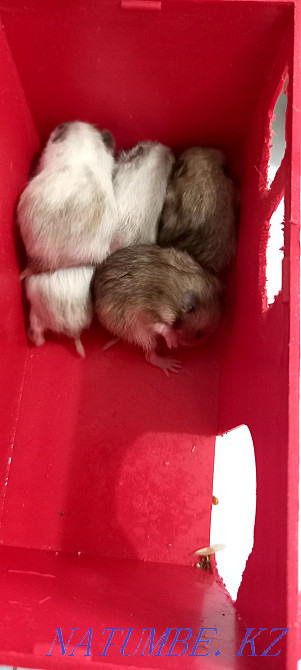 Мен кішкентай хомяк сатамын. Қолға үйренген, сериялы тұқым  отбасы  - изображение 2
