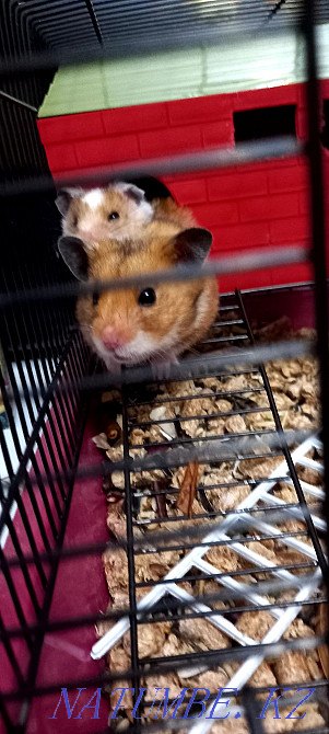 Мен кішкентай хомяк сатамын. Қолға үйренген, сериялы тұқым  отбасы  - изображение 1