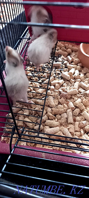 Мен кішкентай хомяк сатамын. Қолға үйренген, сериялы тұқым  отбасы  - изображение 7