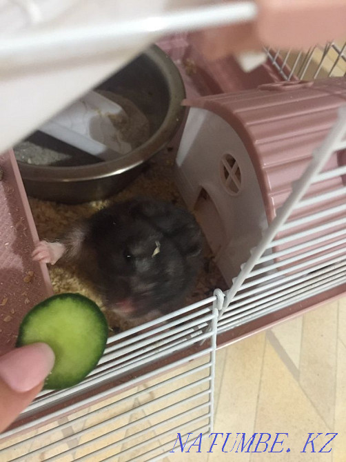 Hamster cage for sale Astana - photo 6