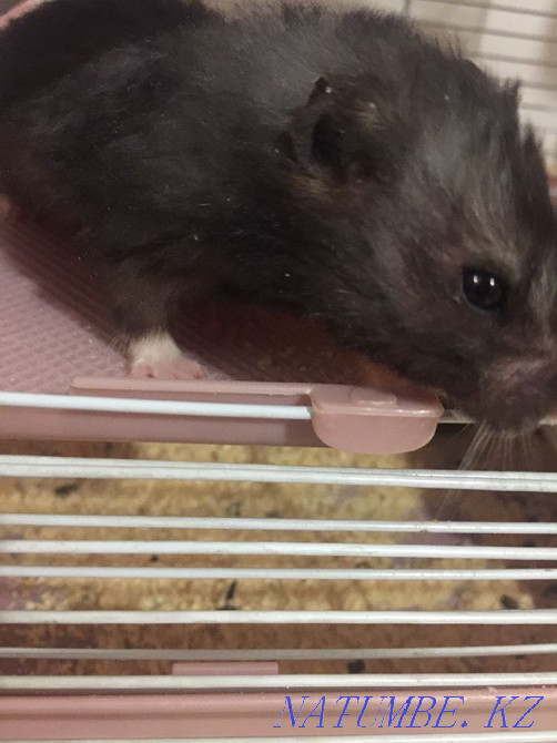 Hamster cage for sale Astana - photo 5