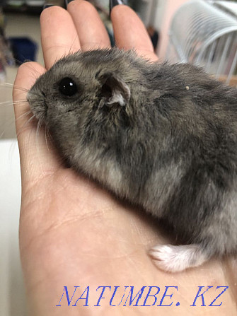 Cute little hamsters jungariki Astana - photo 3