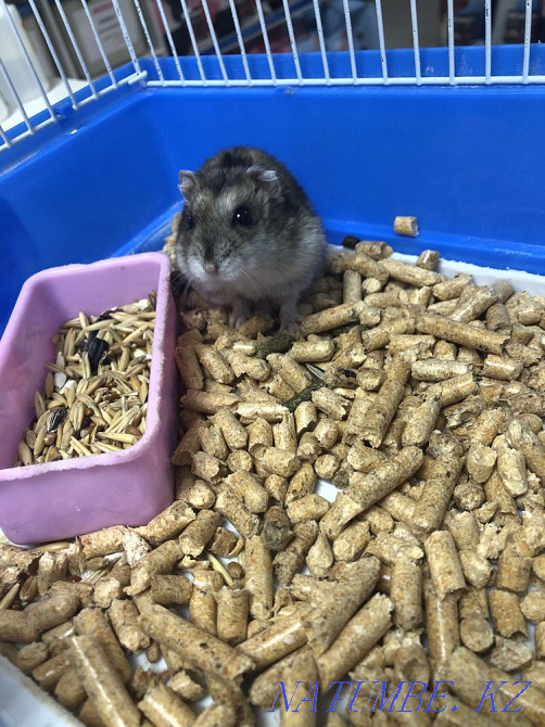 Cute little hamsters jungariki Astana - photo 2
