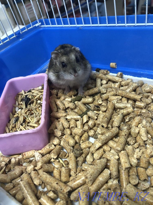 Cute little hamsters jungariki Astana - photo 1
