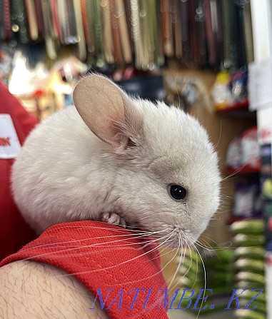 White chinchilla in the pet store "LIVOY WORLD" Almaty - photo 1