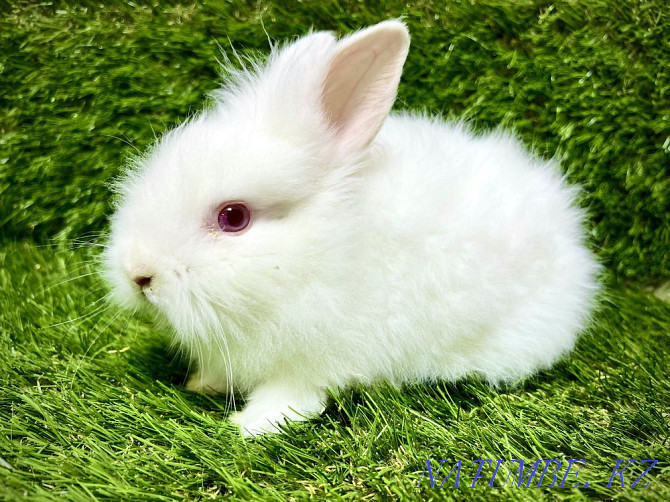 Rabbits in the pet store "LIVOY WORLD" Almaty - photo 3