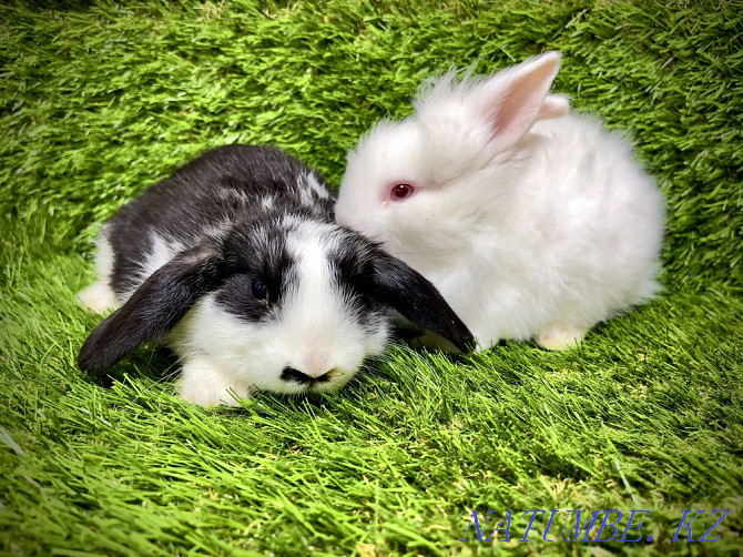 Rabbits in the pet store "LIVOY WORLD" Almaty - photo 1