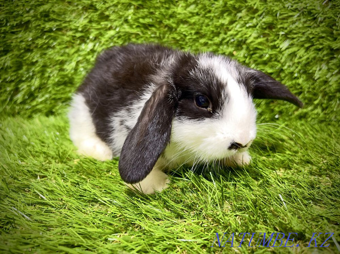 Rabbits in the pet store "LIVOY WORLD" Almaty - photo 2