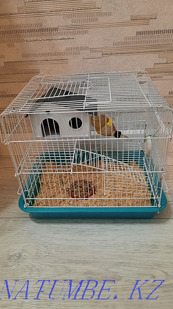 Syrian hamster with cage Kostanay - photo 4