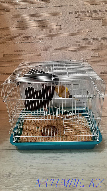 Сирийский хомяк с клеткой Костанай - изображение 3