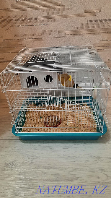 Сирийский хомяк с клеткой Костанай - изображение 4