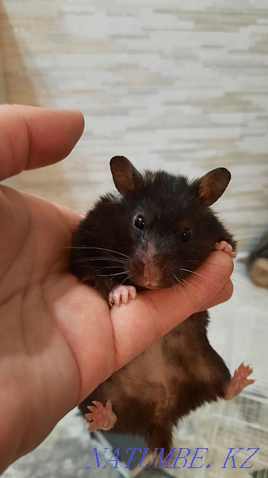 Сирийский хомяк с клеткой Костанай - изображение 1