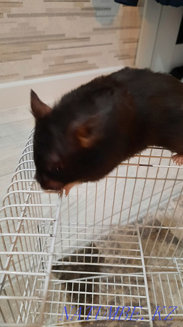 Сирийский хомяк с клеткой Костанай - изображение 2