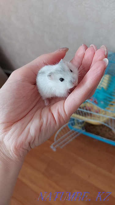 Жоңғар хомяктары  - изображение 1