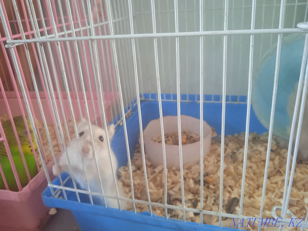 Продам хомячков 1 месяц Талдыкорган - изображение 3