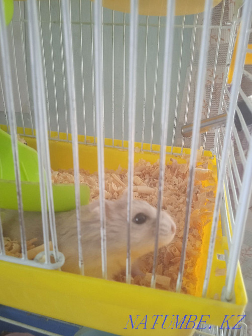 Продам хомячков 1 месяц Талдыкорган - изображение 2