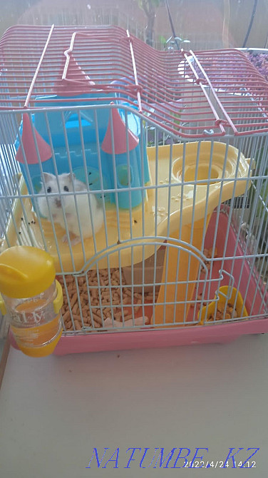 Hamster with Cells pH Train Station Petropavlovsk - photo 3