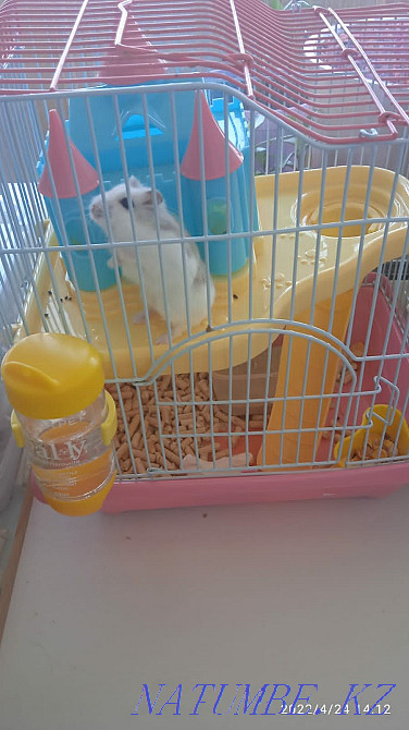 Hamster with Cells pH Train Station Petropavlovsk - photo 2