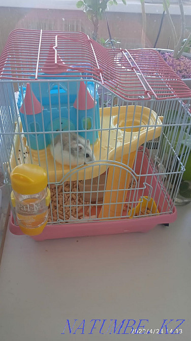 Hamster with Cells pH Train Station Petropavlovsk - photo 1