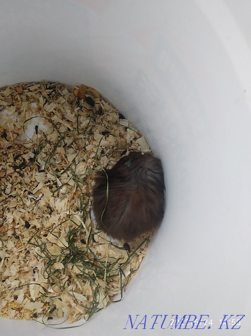 Syrian hamsters exchange Petropavlovsk - photo 1