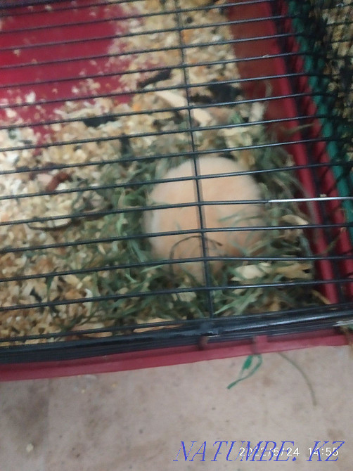 Syrian hamsters exchange Petropavlovsk - photo 2