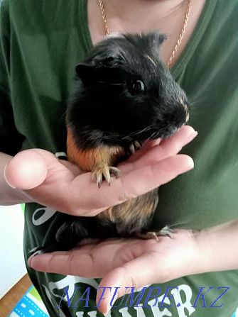 Guinea pig Karagandy - photo 1