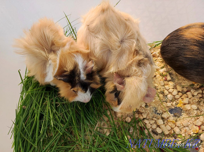 Sell guinea pigs Ust-Kamenogorsk - photo 1