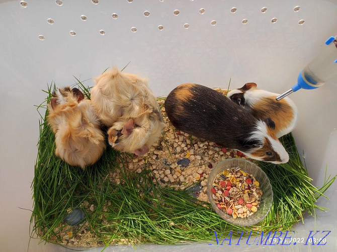 Sell guinea pigs Ust-Kamenogorsk - photo 2