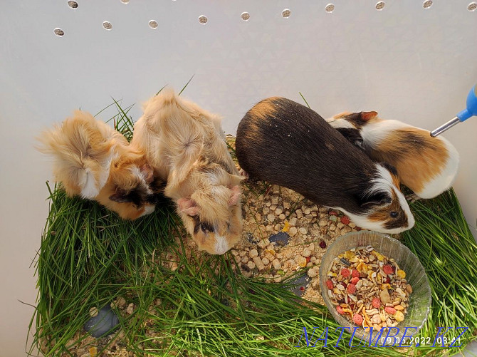 Sell guinea pigs Ust-Kamenogorsk - photo 3