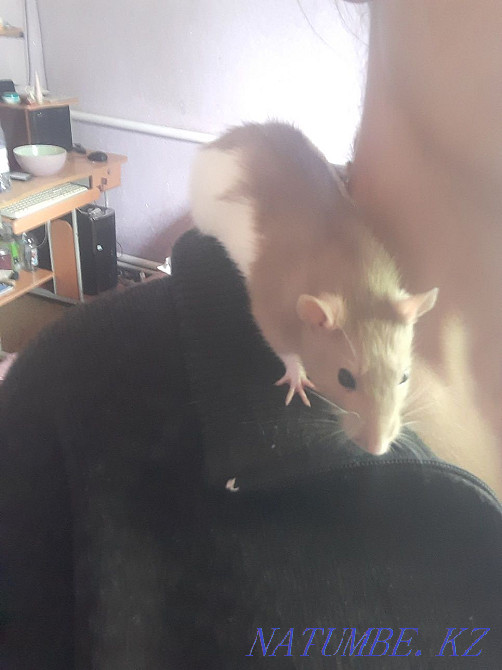 Продаю срочно крысу Уштобе - изображение 2