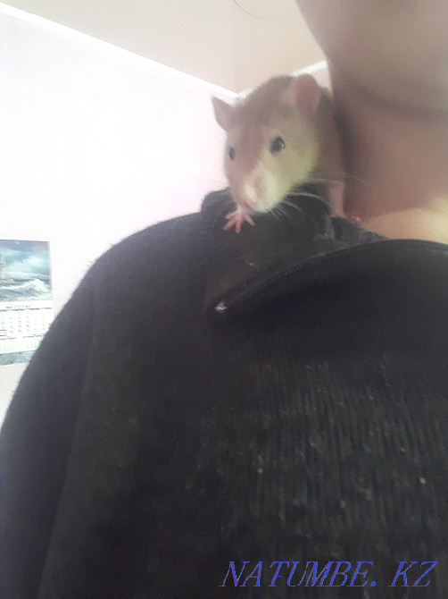 Продаю срочно крысу Уштобе - изображение 1