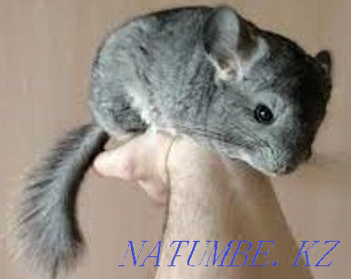 Selling chinchillas boys Ust-Kamenogorsk - photo 1